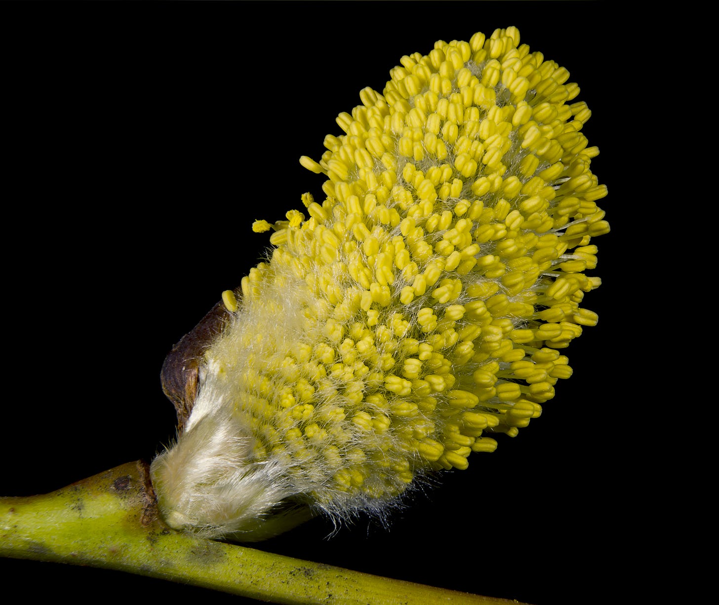 Catkin