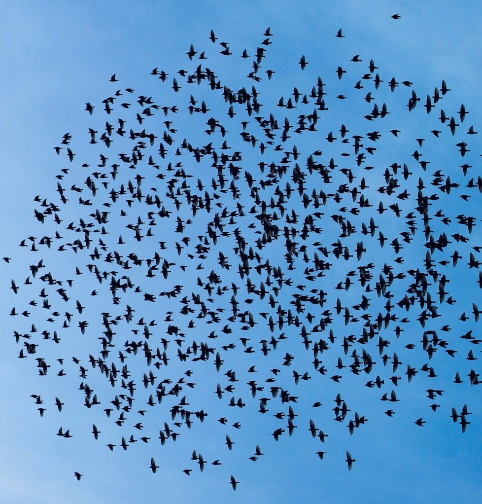 a flock of birds flying through a blue sky a flock of birds flying through a blue sky