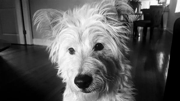Tyrone Valentino, who belongs to loyal subscriber Whitney, understands your deepest thoughts. Want your pet to appear in The Highlighter? j.mp/nominatepet Tyrone Valentino, who belongs to loyal subscriber Whitney, understands your deepest thoughts. Want your pet to appear in The Highlighter? j.mp/nominatepet