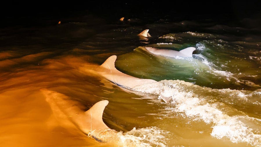A group of dolphins swim and forage for food around Crystal Bay in Citrus County on Sept. 4.