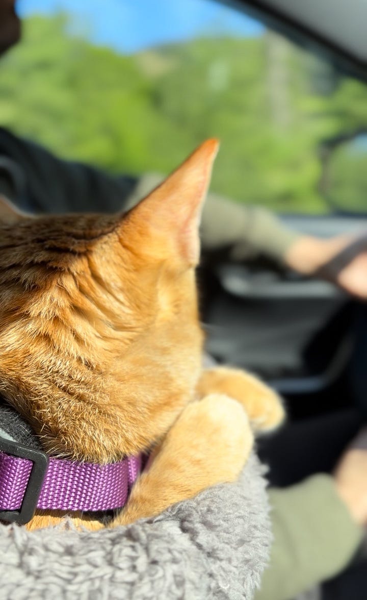 Cat on a leash overlooking a view of a river.