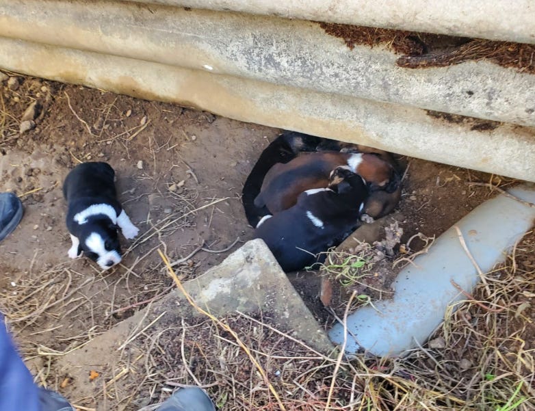 Gard : une voisine empêche la noyade de six chiots, enquête ouverte Gard : une voisine empêche la noyade de six chiots, enquête ouverte