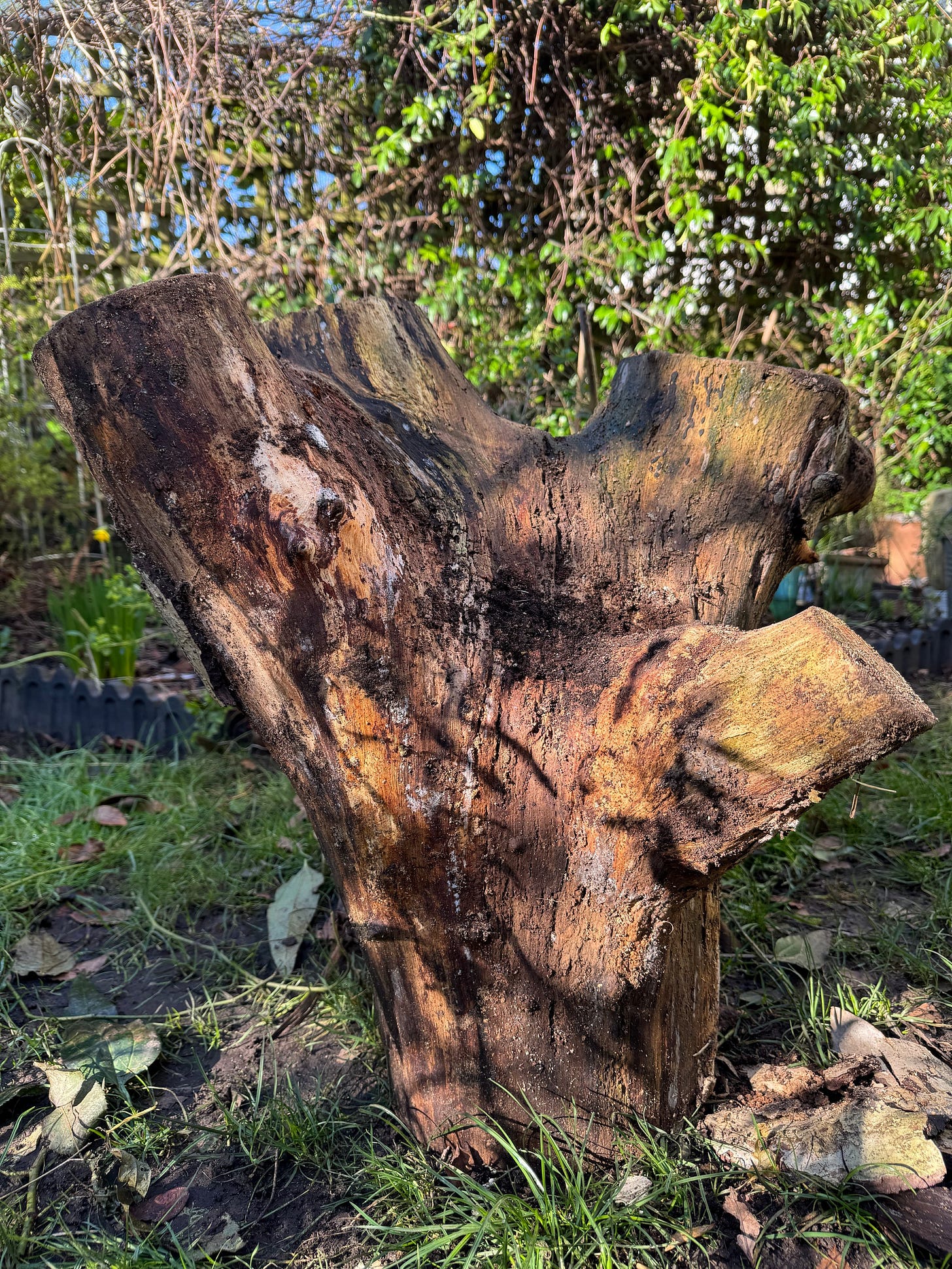 a segment from a walnut tree that died and fell