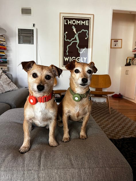 photo of two dogs, phot of clam pasta, photo of a tumbler with the Link in Bio logo