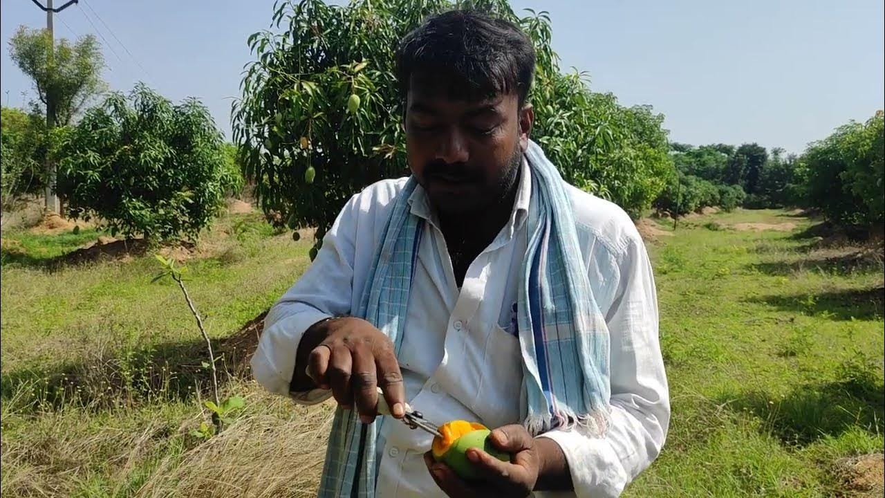 Dasheri Mangoes are Very Tasty || Table Purpose || Small Mangoes High  Sweetness || 7013000139 || - YouTube
