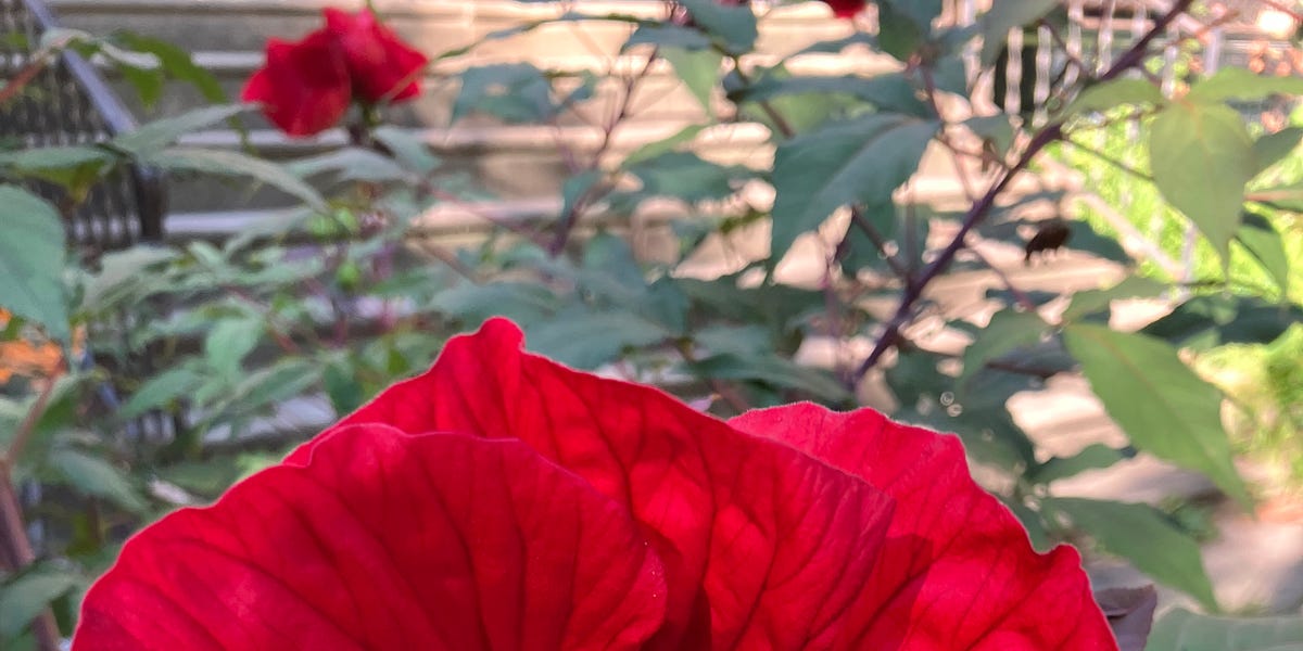 Election Day 2025: When people at the polls talk about assassinating the President