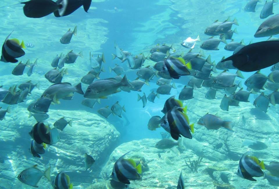 Swimming With The Fishes