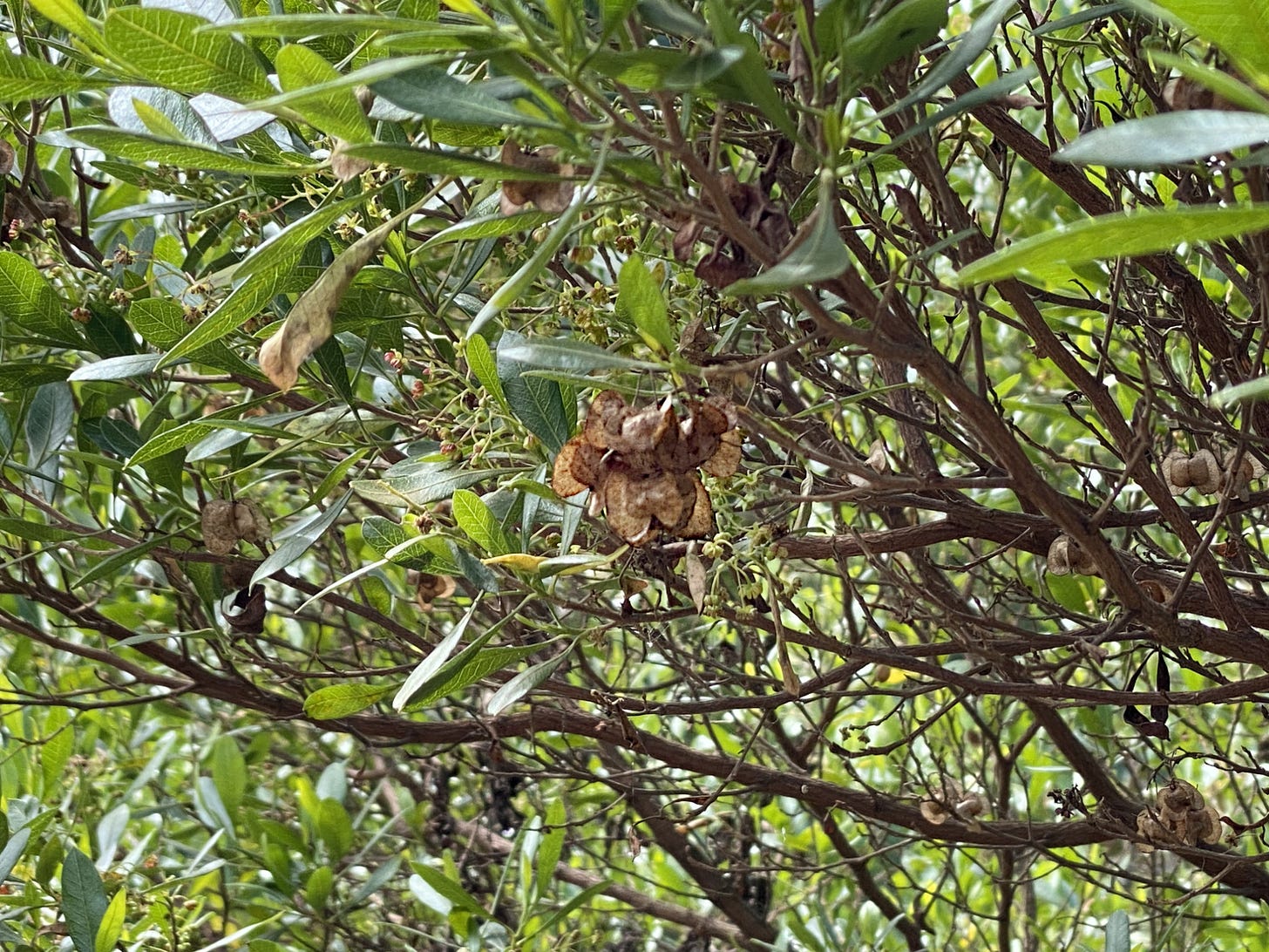 A cluster of brown papery seedpods hanging under a branch of a shrub.