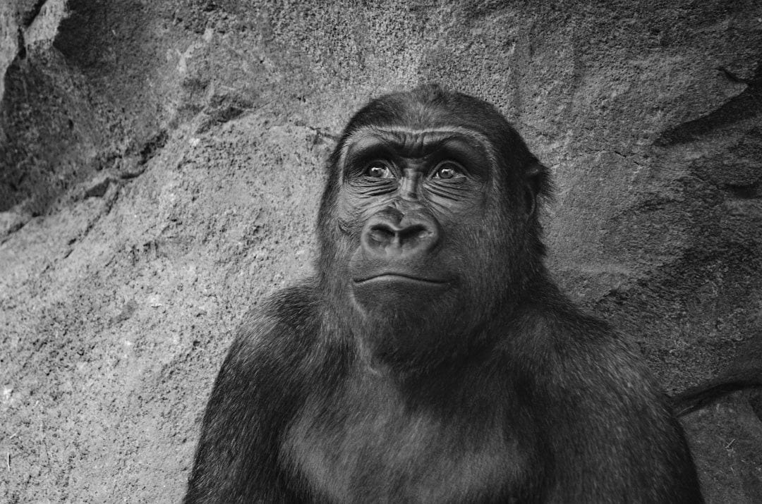 closeup photo of black gorilla closeup photo of black gorilla