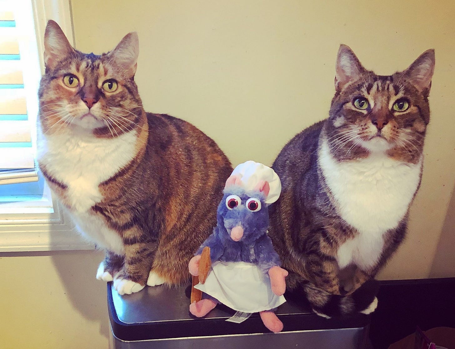 Bird and Dodo are sitting back to back looking at us with the same curious look on each face. They have their plushy friend Remy the rat next to them. Bird and Dodo are sitting back to back looking at us with the same curious look on each face. They have their plushy friend Remy the rat next to them.
