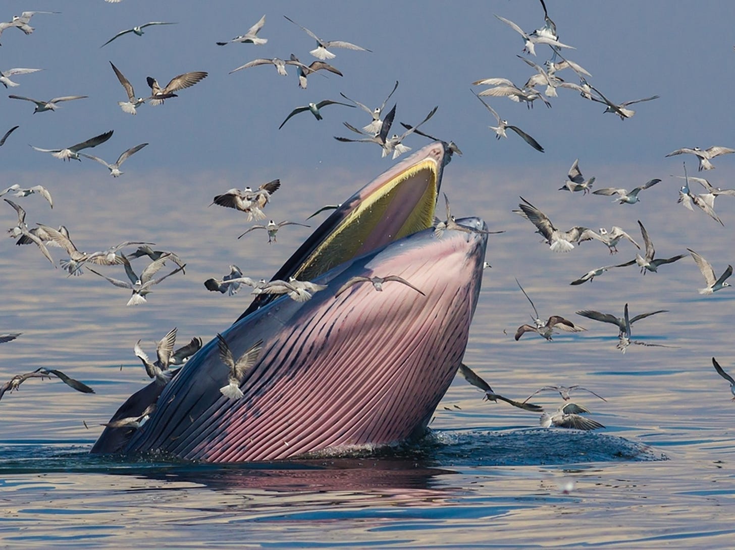 Coastal News Today | GOM - Sharing the Ocean With the Rice's Whale Coastal News Today | GOM - Sharing the Ocean With the Rice's Whale