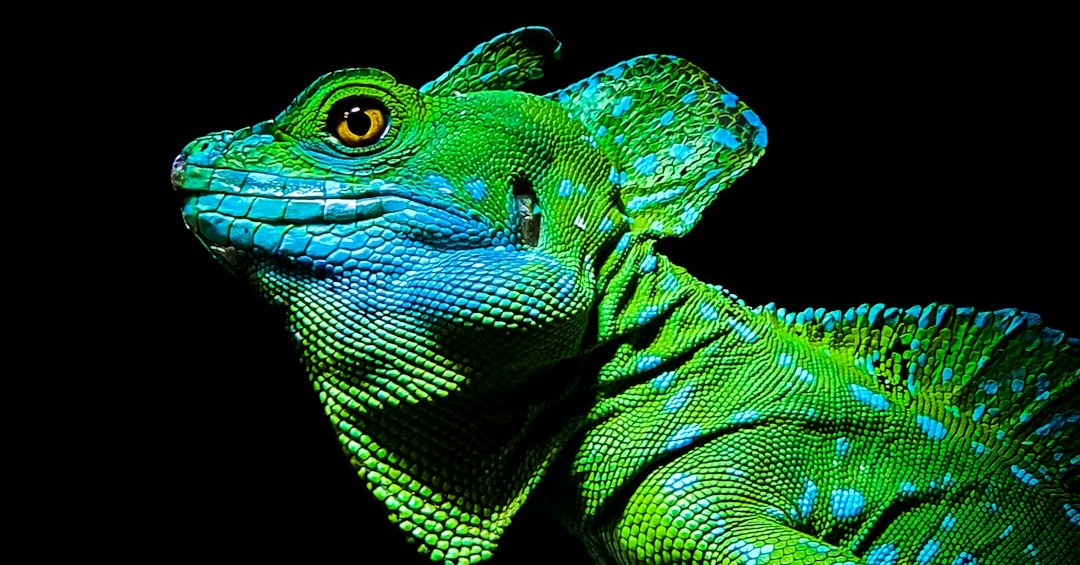 a close up of a lizard on a black background