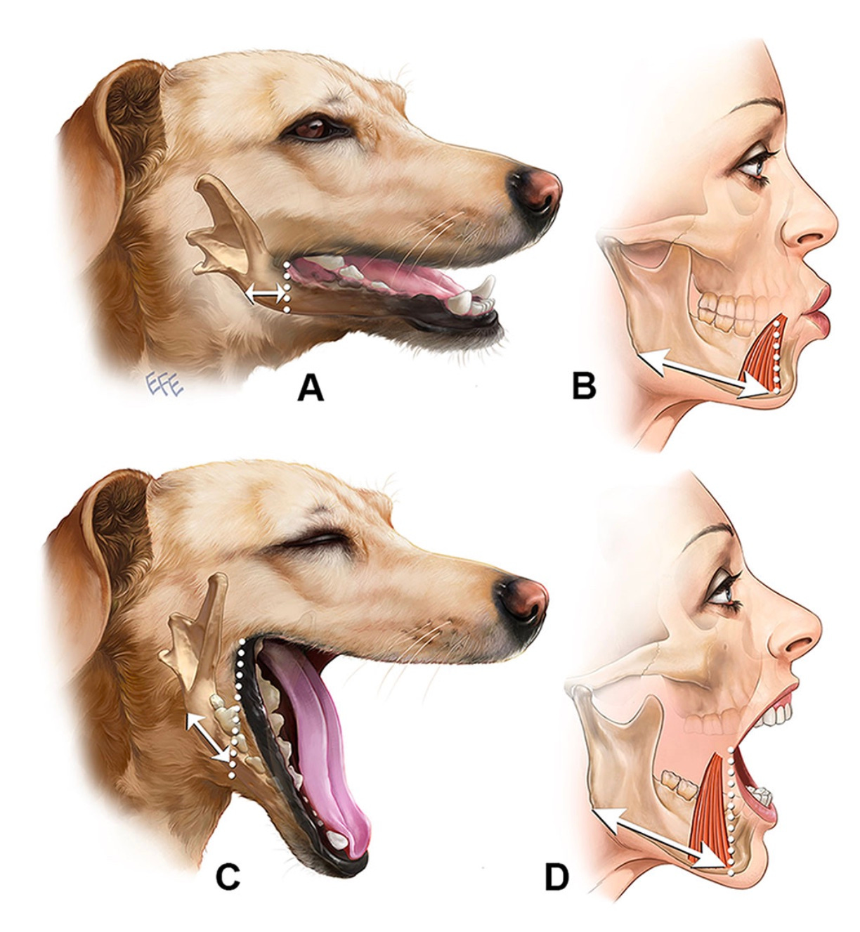 Jowl, envelhecimento