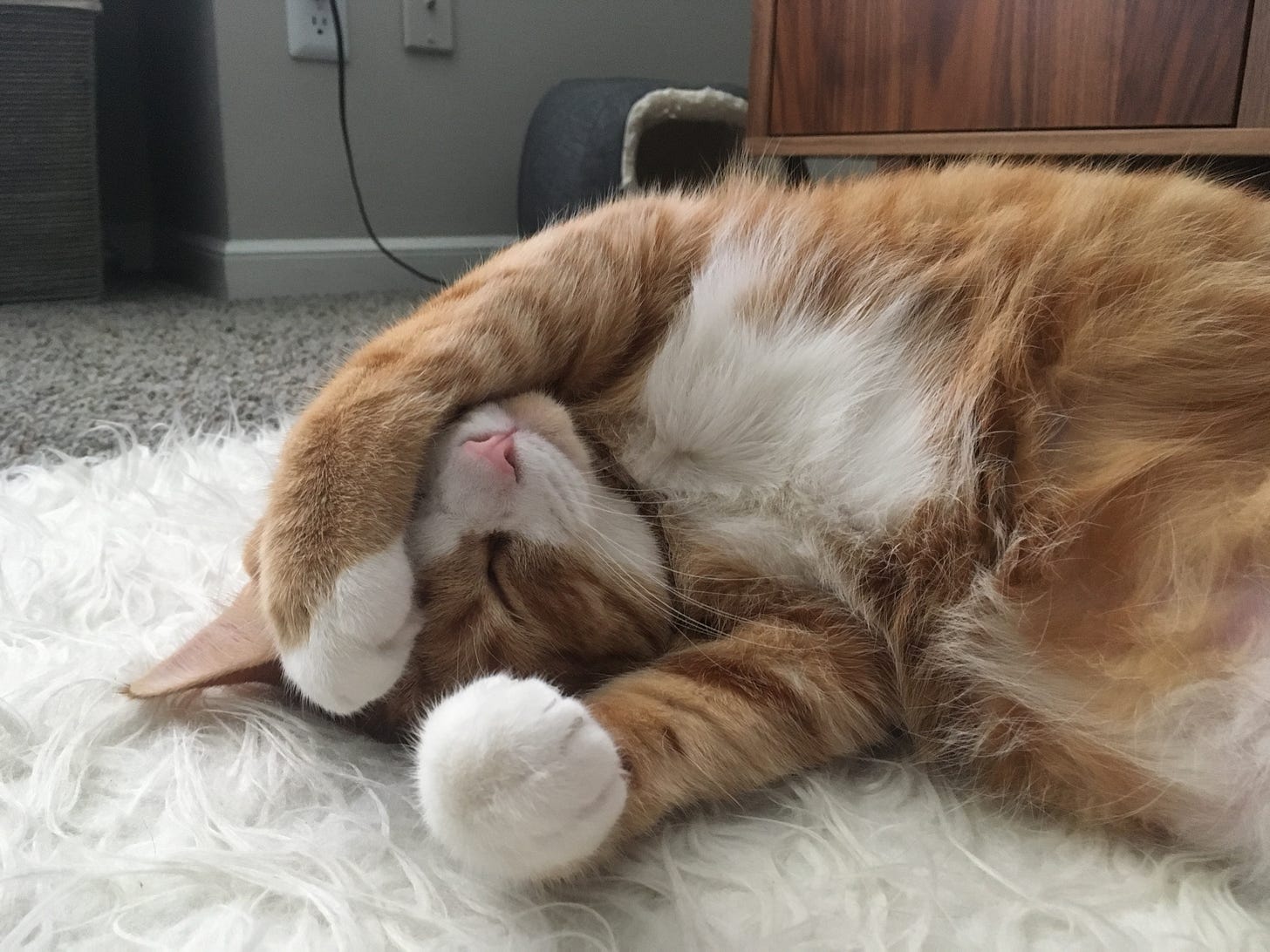 A tabby cat with white paws, a white muzzle and a white belly, lay on his back with one paw resting on his face.