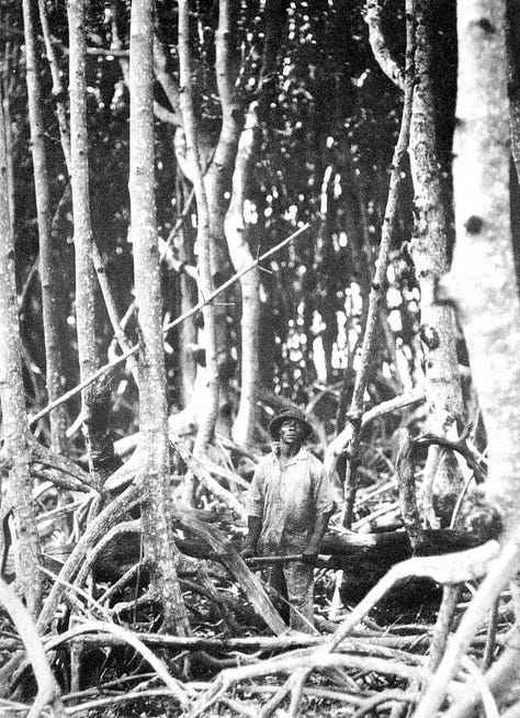 black swamp workers posing in black and white photographs from early 1900s with pine cypress and mangrove trees behind them