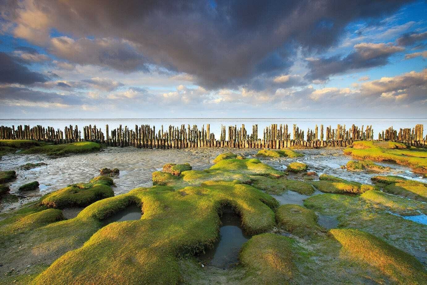Algae formations on rocks at Wadden Coast of Groningen Algae formations on rocks at Wadden Coast of Groningen