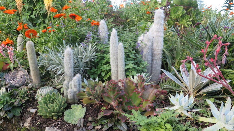 Hunting-Brook-cephalocereus-senilis Hunting-Brook-cephalocereus-senilis
