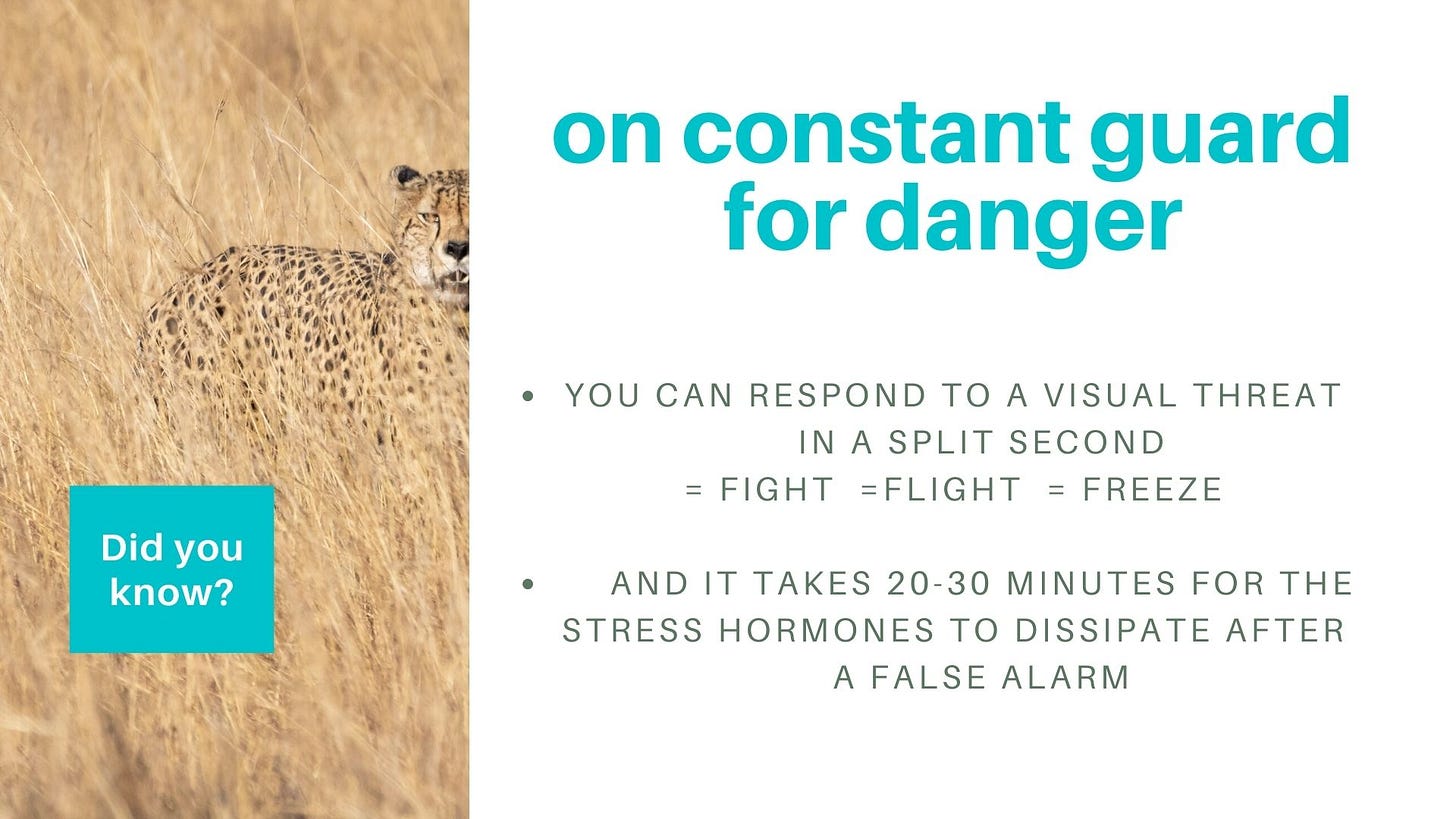 A cheetah blending into the straw colored grasses