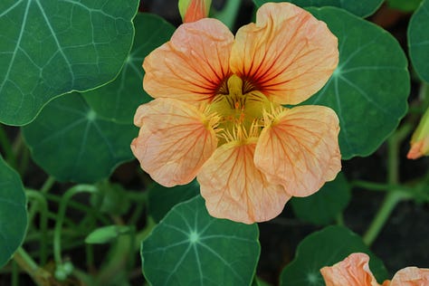 nasturtium flowers