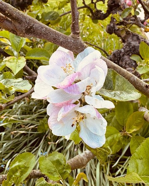 The Pig at South Downs, West Sussex, England / Laura Motta, 2025