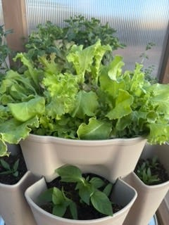 Rhubarb growing in a trough and Lettuce growing in a plant pot