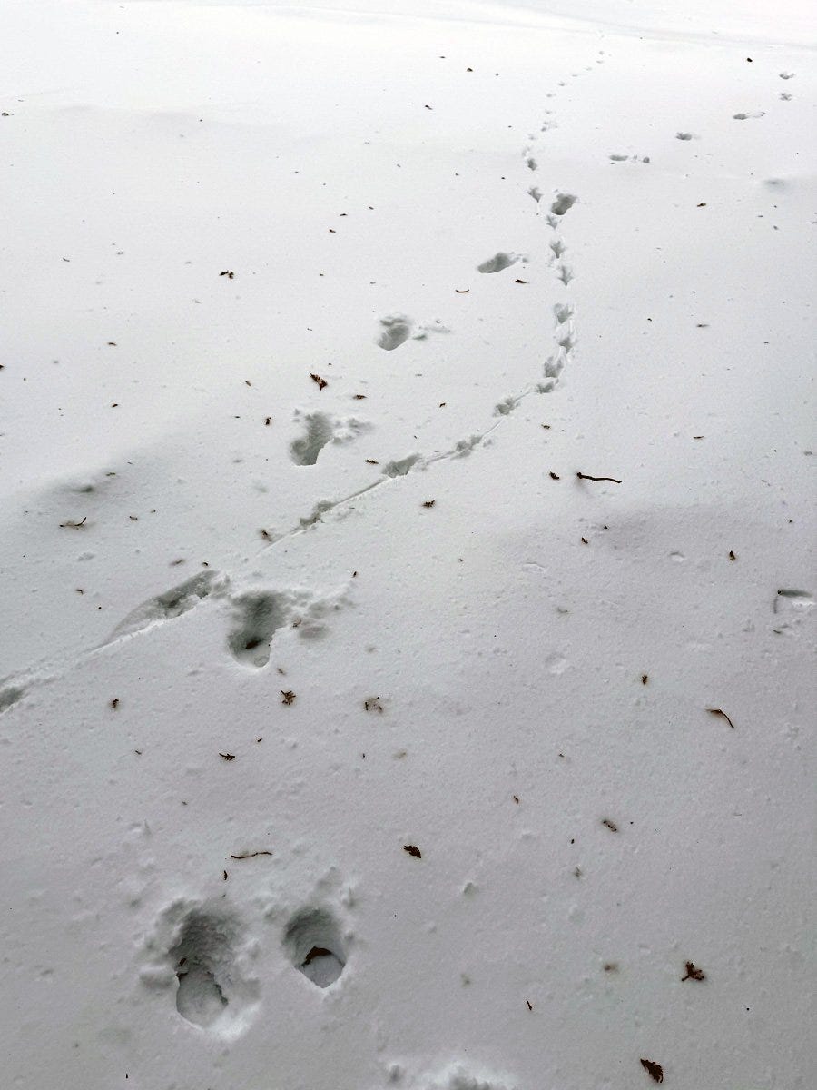 Deer tracks and pheasant footprints cross back and forth in the snow