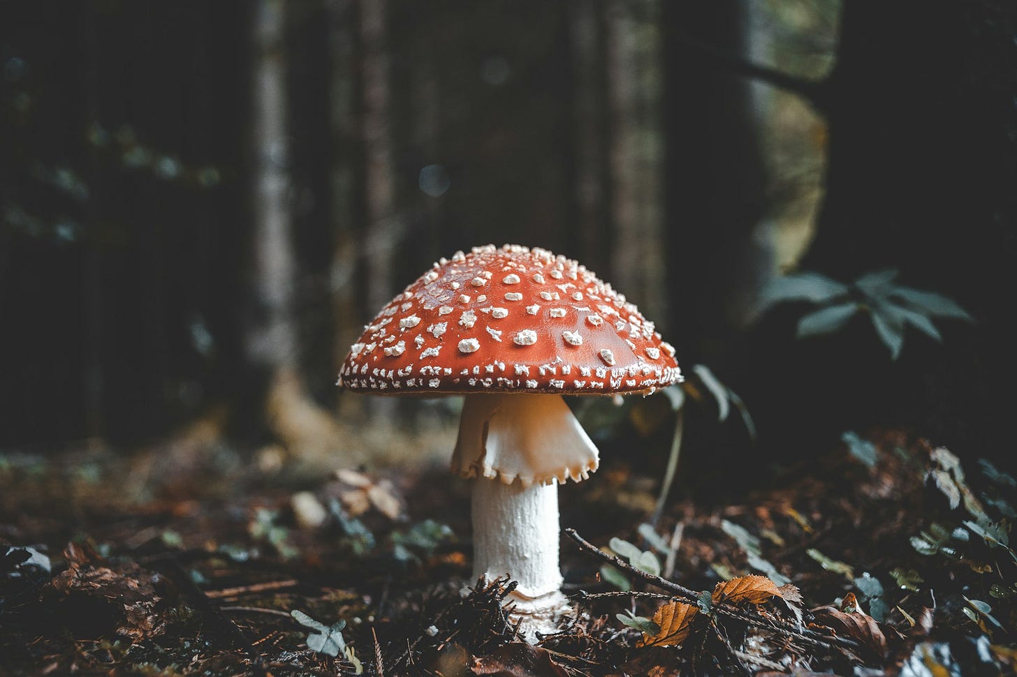 Get buried in a living mushroom coffin Get buried in a living mushroom coffin