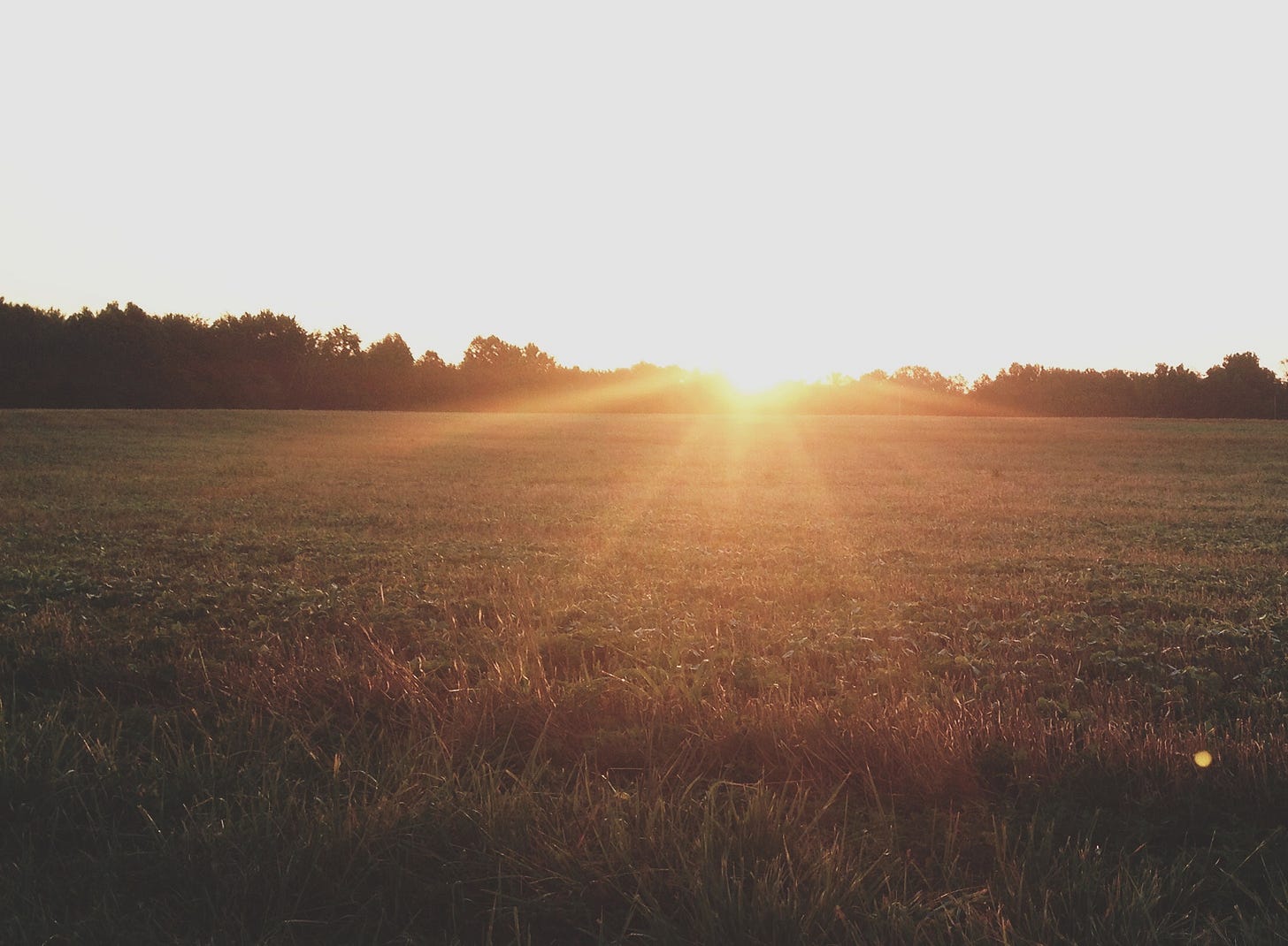 Sun setting over an open field lined by trees.