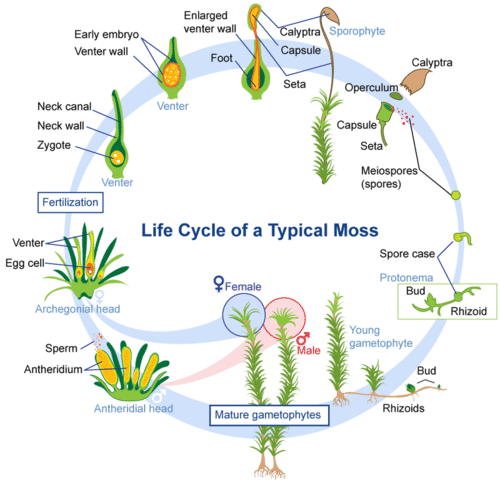 9. 19: Life Cycle of Nonvascular Plants - Biology LibreTexts 9. 19: Life Cycle of Nonvascular Plants - Biology LibreTexts