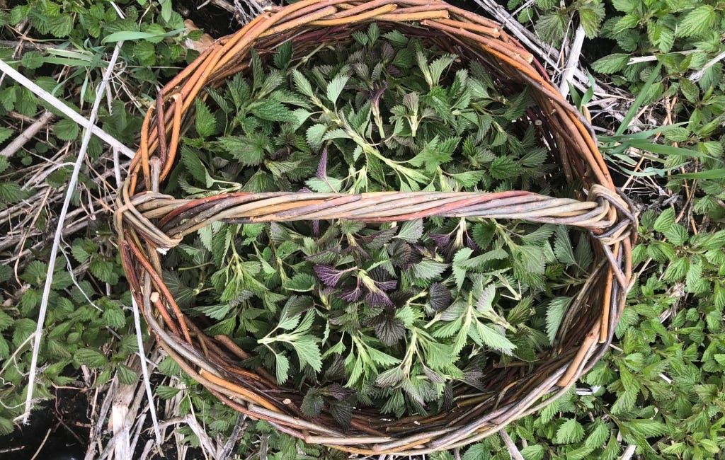 Nettles for Springtime Power