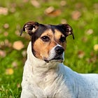 What The Grey Hairs Of A Dog Teach Us