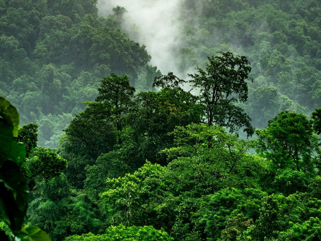 landscape photo of trees on mountain landscape photo of trees on mountain