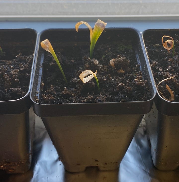 Two photos of Michigan lily (Lilium michiganense) seedlings at before and after chilling.