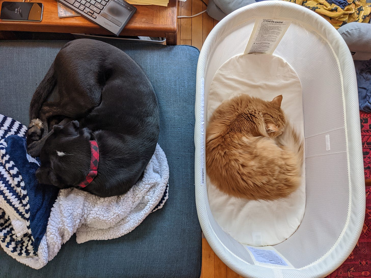 Photo of an orange cat lying in a baby bassinet and a black dog lying on a blue couch