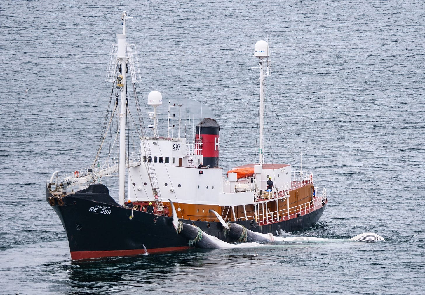 Whaling ship Hvalur 9 returning to the port with two dead fin whales Whaling ship Hvalur 9 returning to the port with two dead fin whales