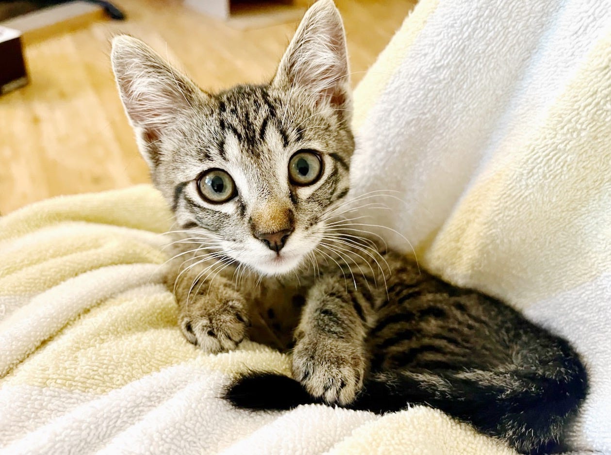 A gray tabby kitten curled in a yellow and white towel in someone's lap.