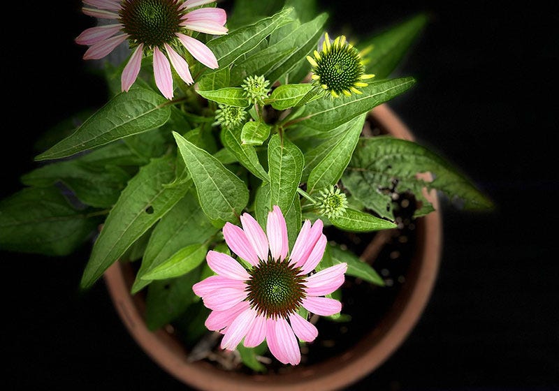 Coneflower sixburnersue hoop house.