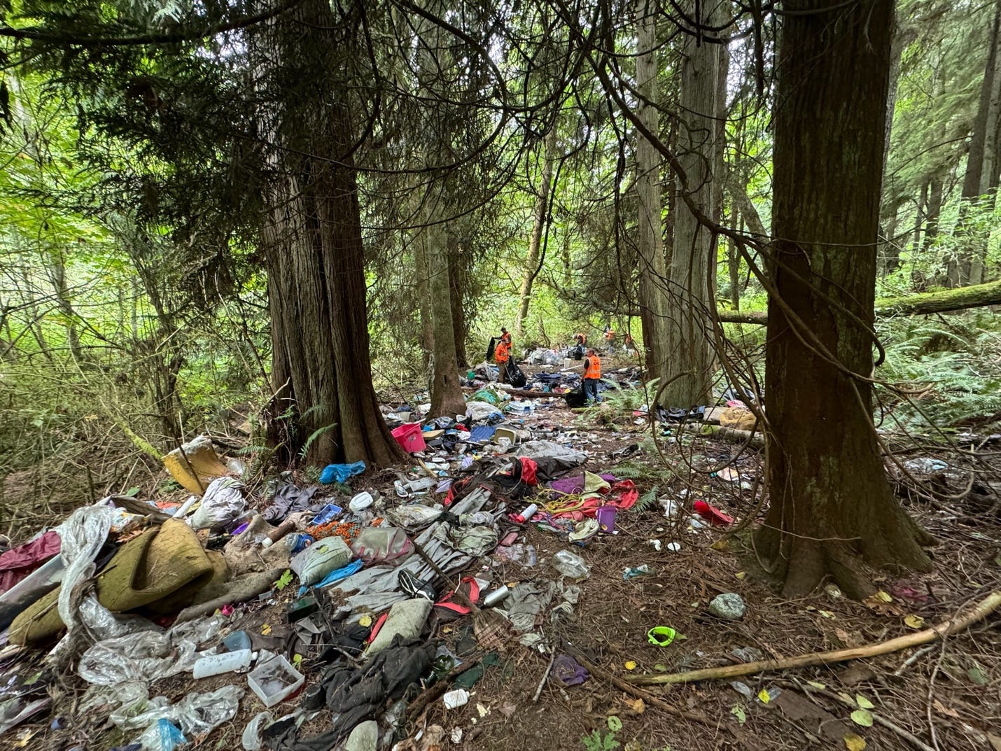 A group of people in a forest

Description automatically generated