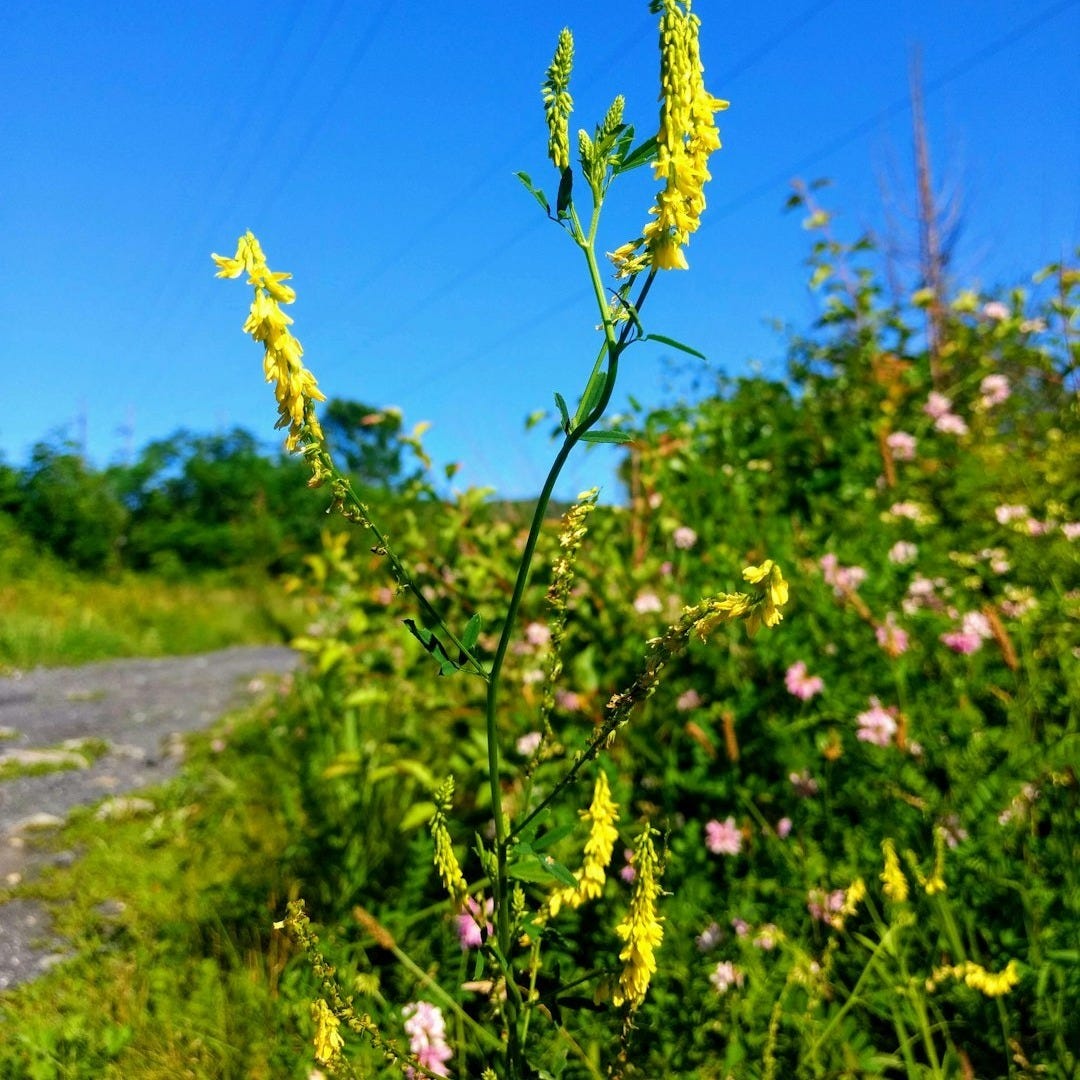 thickets, thistles, and thorns: spiritual lessons from the weeds