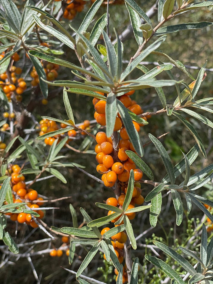 Dune thickets with sea buckthorn
