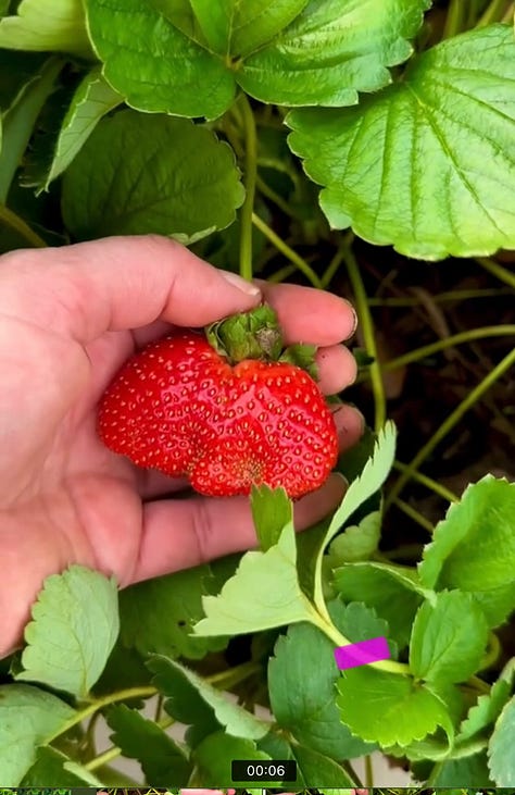 Yellow cauliflower, a red strawberry held in a person's hand, and a woven basket with green beans and white cauliflower.