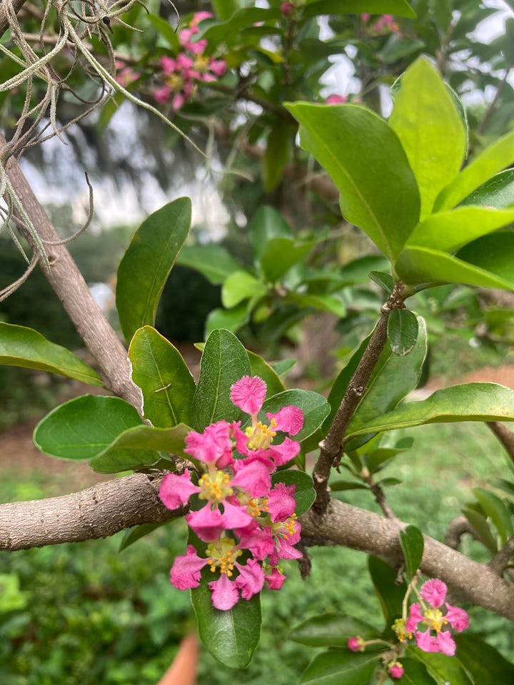 Flowering plants in the Florida-Friendly Landscaping Demonstration Garden that include pink flowering Barbados cherry, yellow flowering beach sunflower, orange native coral honeysuckle, and pink/purple native buttonsage.