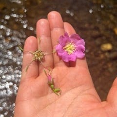 The Mountain and The Moon