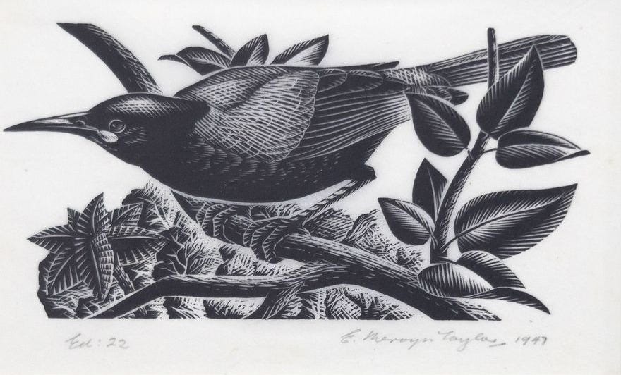 E. Mervyn Taylor 'Tieke (Saddleback)'