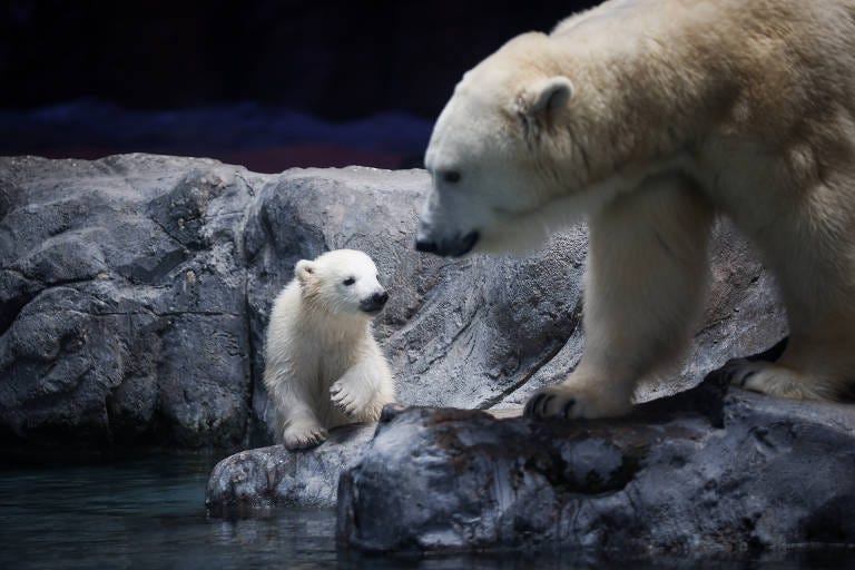 Conheça Nur, a ursa polar que nasceu no Aquário de SP - 18/03/2025 -  Folhinha - Folha