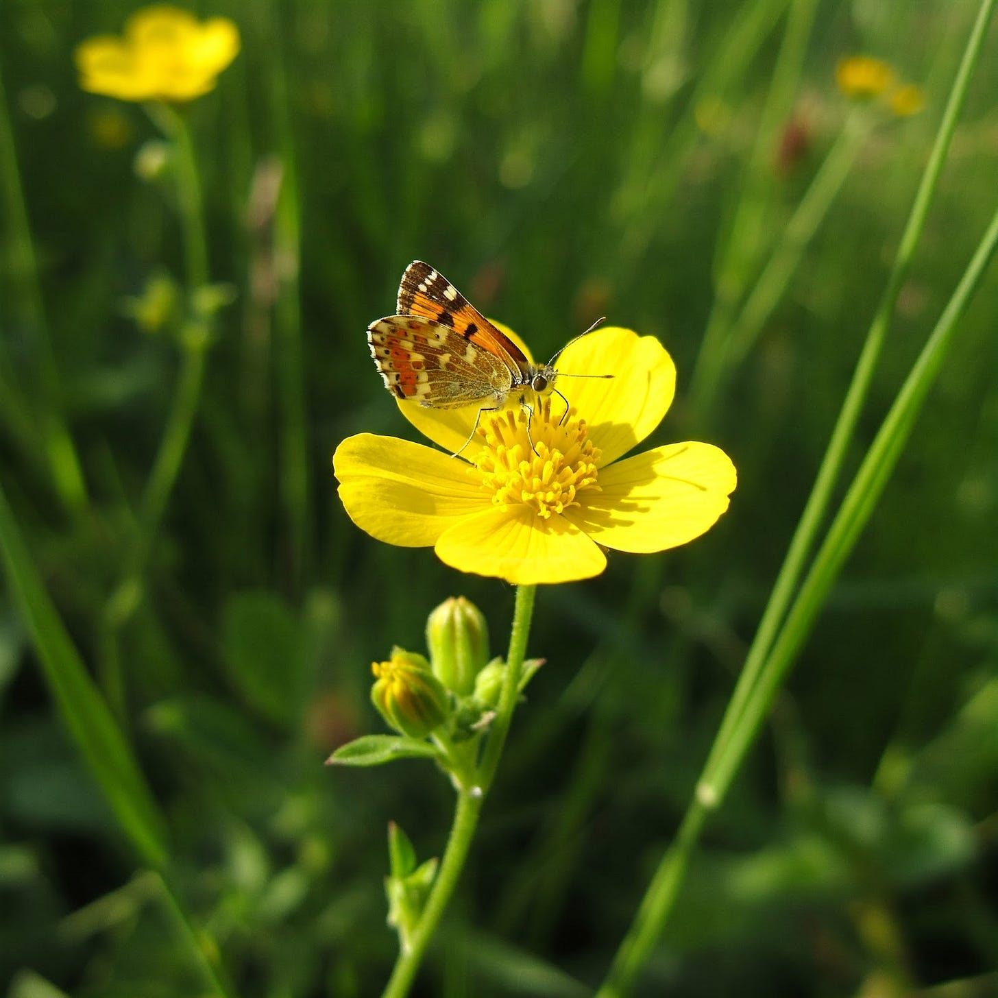 Butterfly landing on Tit Fille Buttercup