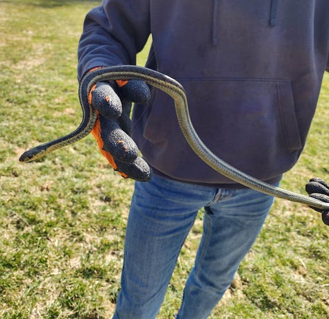 Snakes can be called beautiful instead of scary if we reframe the narrative to positive! Thank you for keeping them safe.