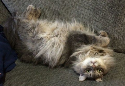 Kali_Upside_Down_Cat_Videos Kali_Upside_Down_Cat_Videos