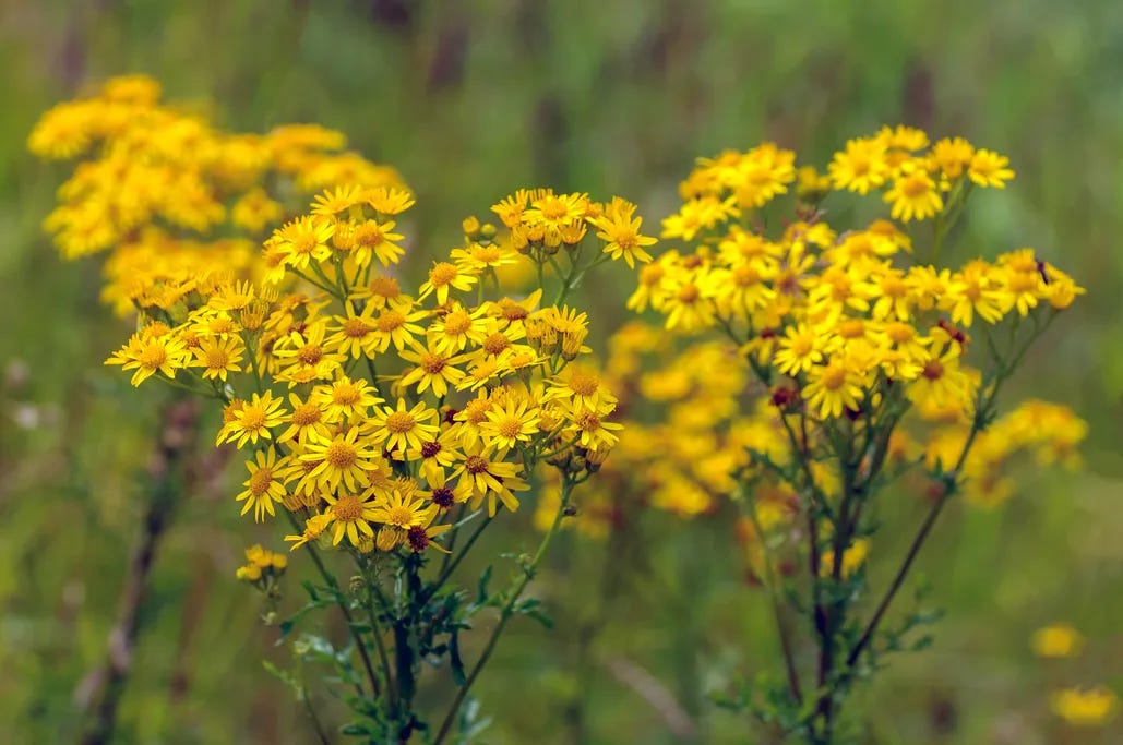 Ragwort plant photo
