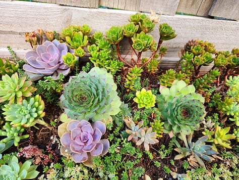 A collection of six photos of parts of my garden, including a veggie box, bowls of succulents, a pond, and a tree with a swing below it.
